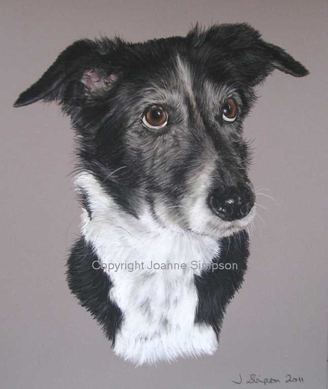 Border Collie cross pet portrait by Joanne Simpson